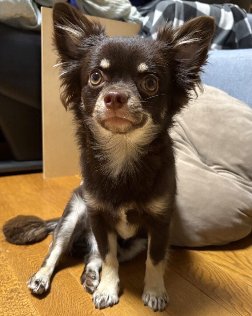 すっかり成長したわんこです。